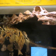 Titanosaur skull displayed at AMNH. (Image: Flickr)